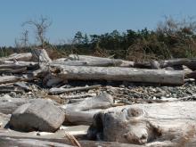 Driftwood logs on the beach.